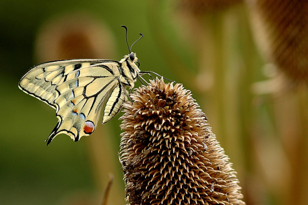 Machaon (Papilio machaon) sur une t&ecirc;te de Card&egrave;re commune &copy; J.-J. Carlier
